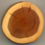 Tetti in legno moderni