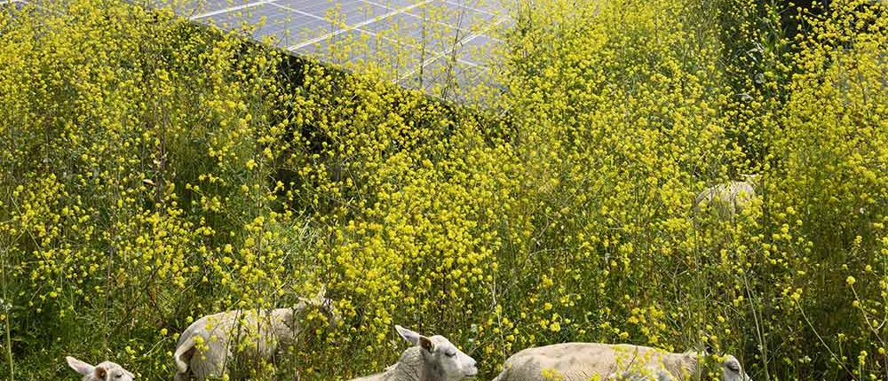 agrivoltaico novità 2023